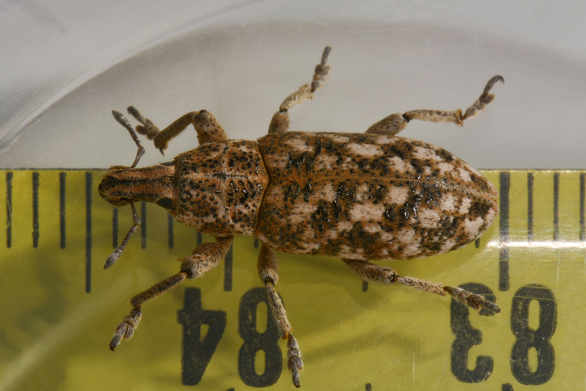 Curculionidae: Cyphocleonus sp?   S,  Cyphocleonus dealbatus